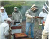 bee keepers